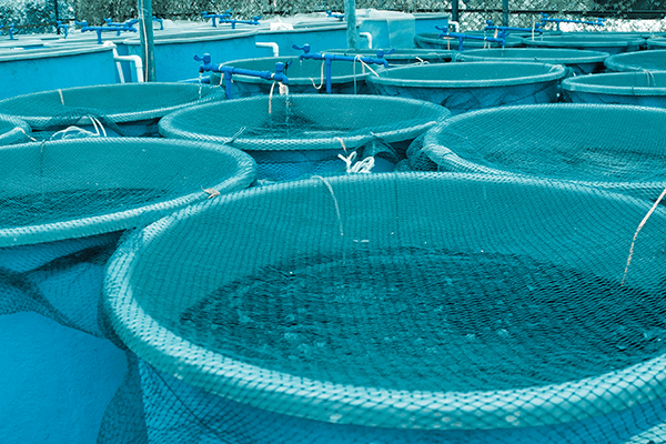 Aquaculture